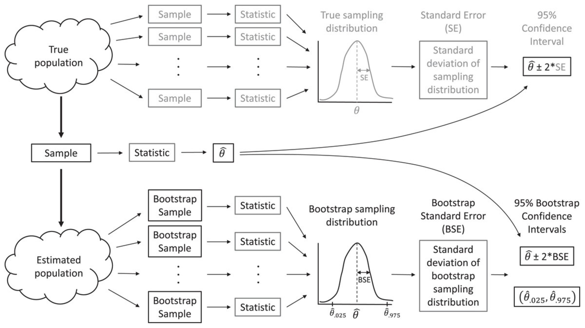 The bootstrap allows us to estimate characteristics of the sampling distribution (e.g., its standard deviation) by repeatedly sampling from an estimated population.  Figure from Fieberg, J. R., Vitense, K., and Johnson, D. H. (2020). Resampling-based methods for biologists. PeerJ, 8, e9089.  DOI: 10.7717/peerj.9089/fig-2.