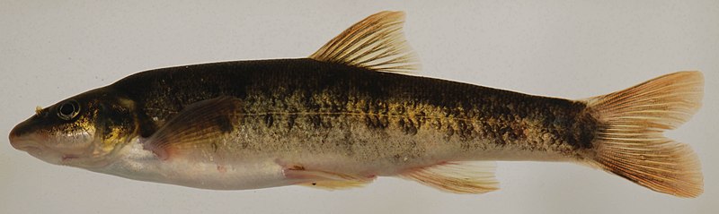Picture of a longnose dace. Smithsonian Environmental Research Center, CC BY 2.0.