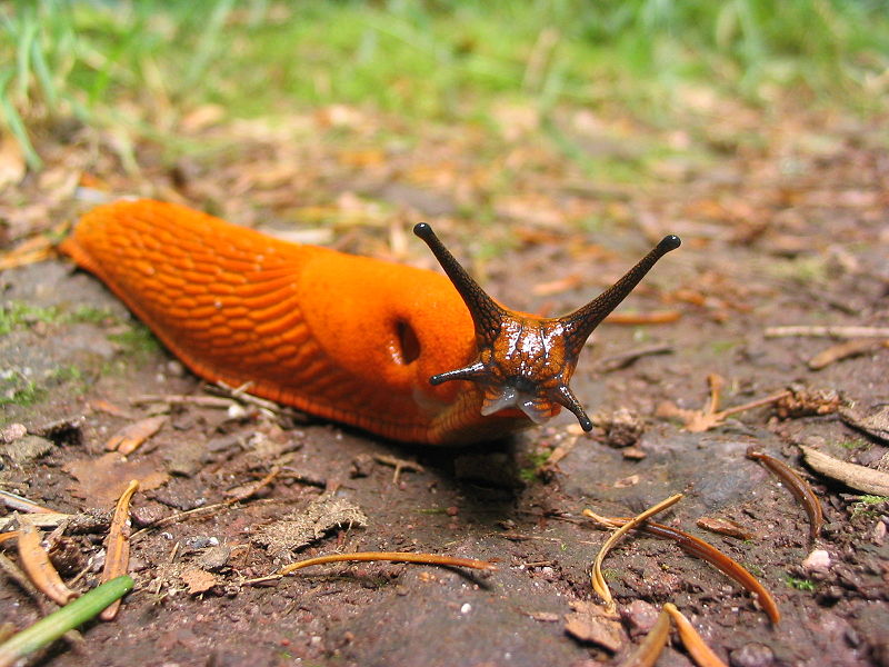 An orange slug to spice things up (this is not likely the type of slug that was counted). Guillaume Brocker/Gbrocker, CC BY-SA 3.0.